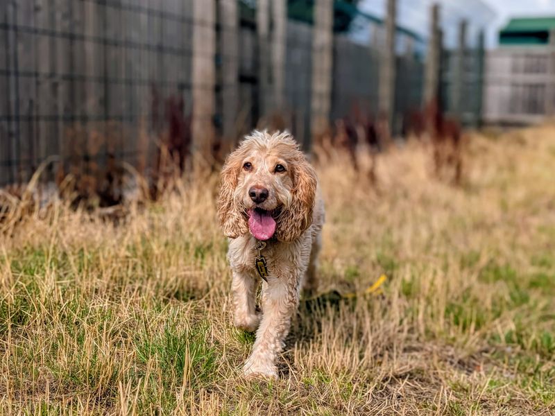 Bailey | Spaniel (Cocker) | Cardiff - 1