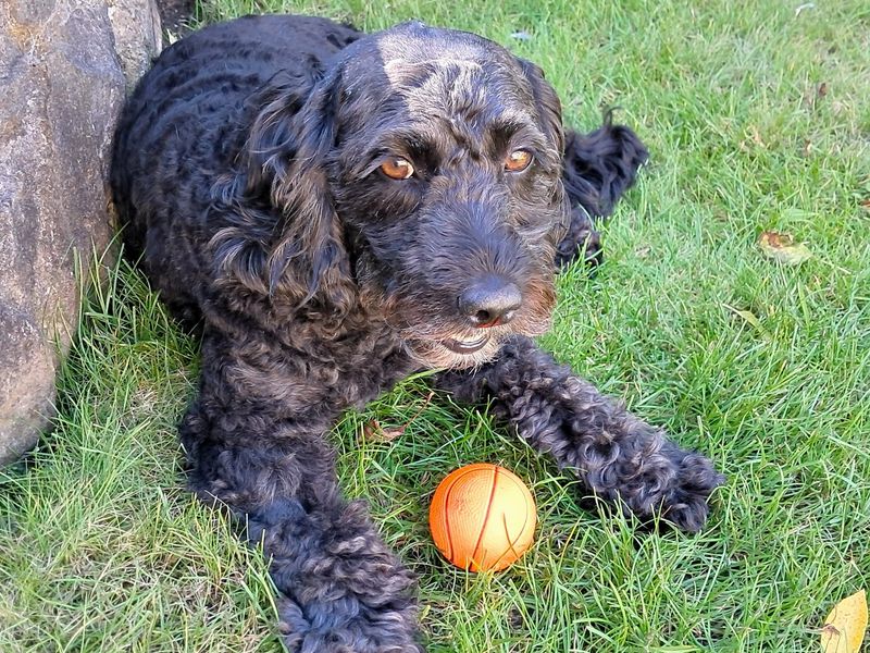Lola | Poodle (Miniature) Cross | West Calder (Edinburgh) - 2