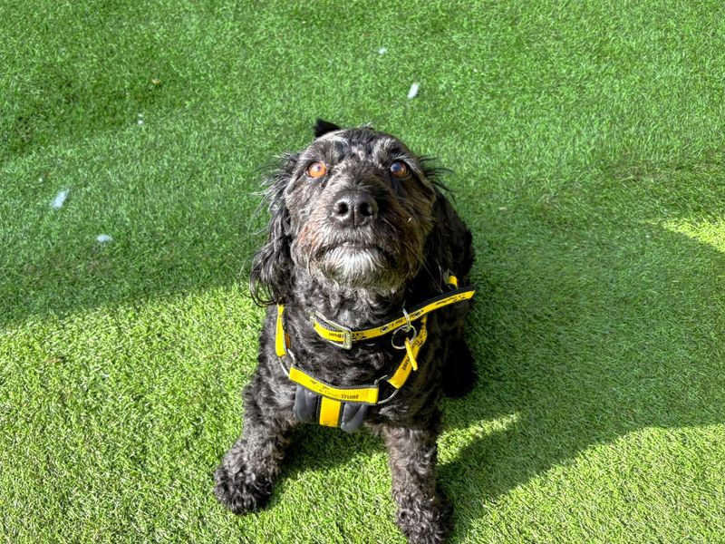 Springer Spaniel Dogs And Puppies For Adoption