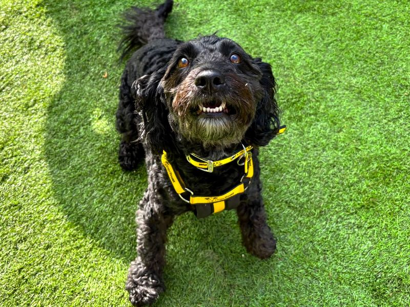 Lola | Poodle (Miniature) Cross | West Calder (Edinburgh) - 1