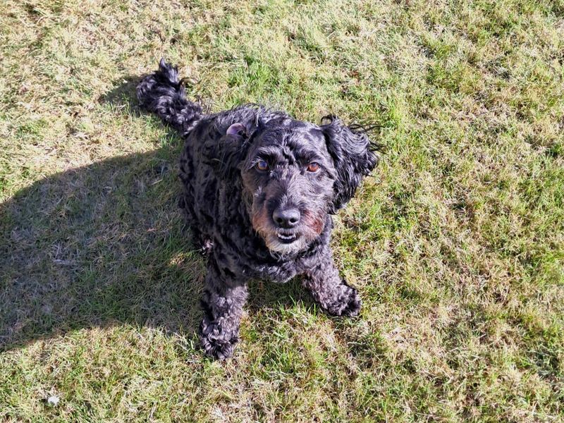 Lola | Poodle (Miniature) Cross | West Calder (Edinburgh) - 4