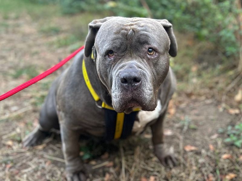 Kenya | Neapolitan Mastiff Cross | Snetterton (Norfolk) - 6