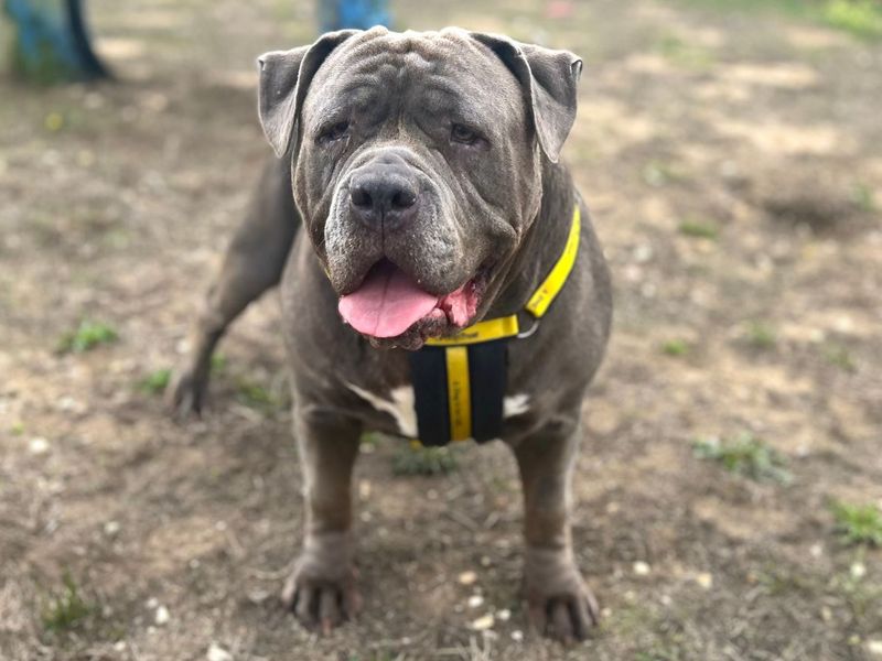 Kenya | Neapolitan Mastiff Cross | Snetterton (Norfolk) - 1
