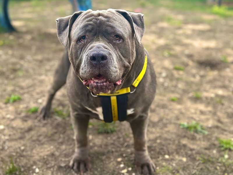 Kenya | Neapolitan Mastiff Cross | Snetterton (Norfolk) - 2