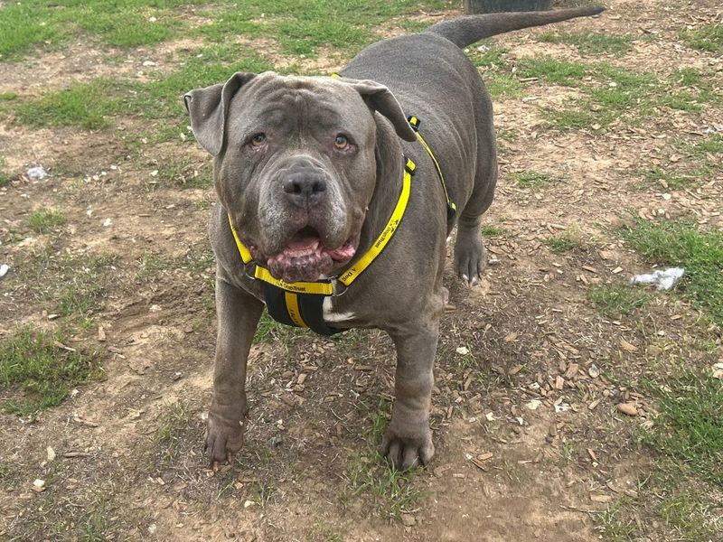 Kenya | Neapolitan Mastiff Cross | Snetterton (Norfolk) - 8