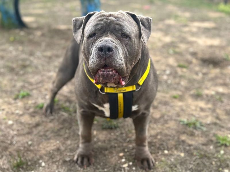 Kenya | Neapolitan Mastiff Cross | Snetterton (Norfolk) - 3