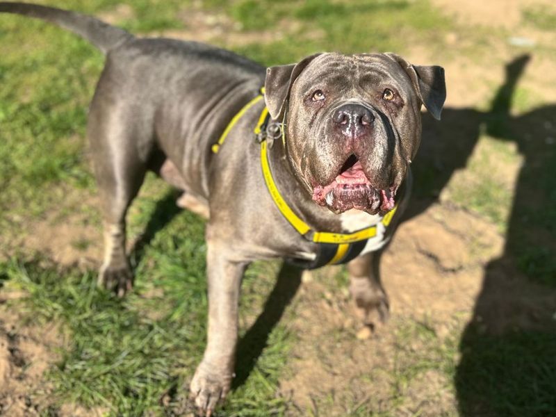 Kenya | Neapolitan Mastiff Cross | Snetterton (Norfolk) - 5