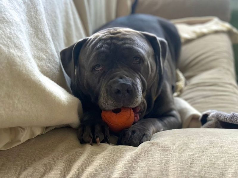 Kenya | Neapolitan Mastiff Cross | Snetterton (Norfolk) - 4