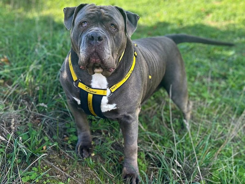 Kenya | Neapolitan Mastiff Cross | Snetterton (Norfolk) - 7