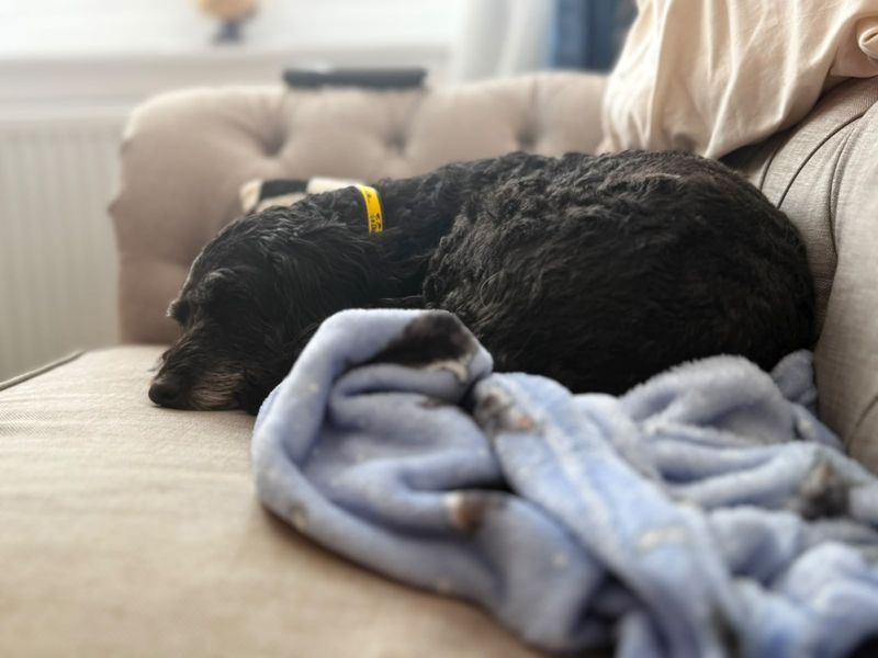 Lilly | Spaniel (English Springer) Cross | West Calder (Edinburgh) - 3