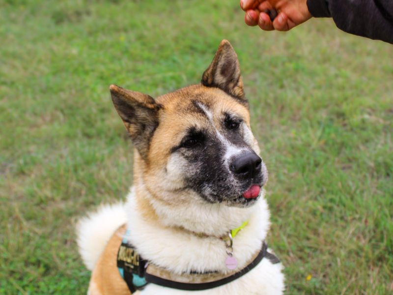 Mia | Akita | Shoreham (Sussex) - 3
