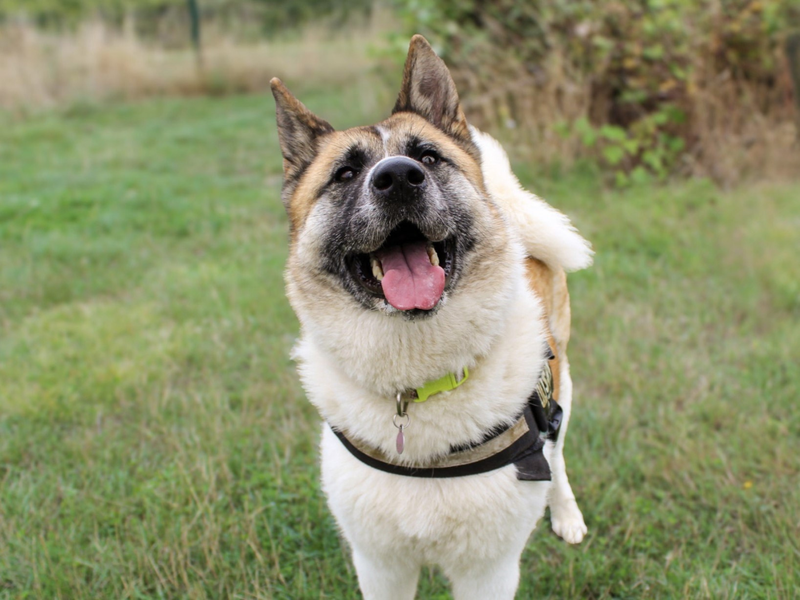 Mia | Akita | Shoreham (Sussex) - 2