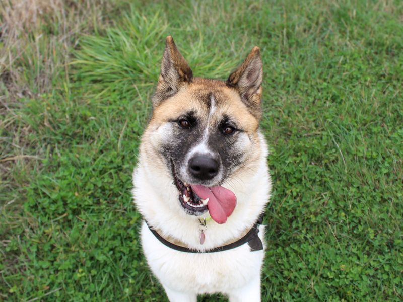 Mia | Akita | Shoreham (Sussex) - 4