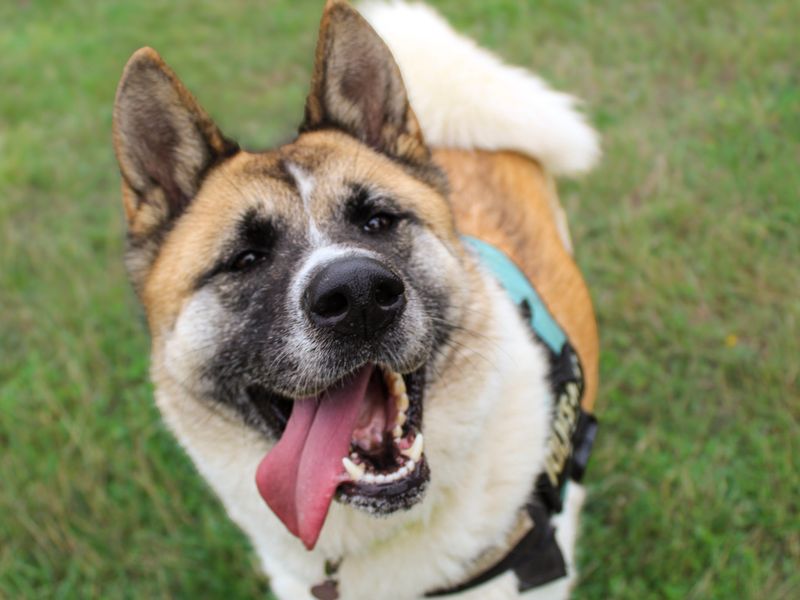 Mia | Akita | Shoreham (Sussex) - 1