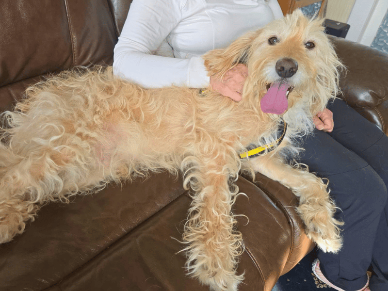 Bertie - Image 4 of 6