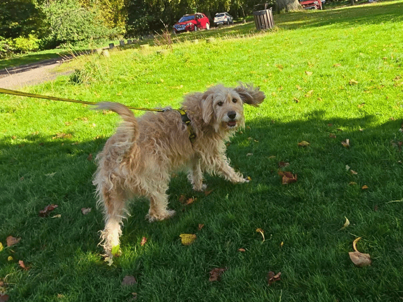 Bertie
