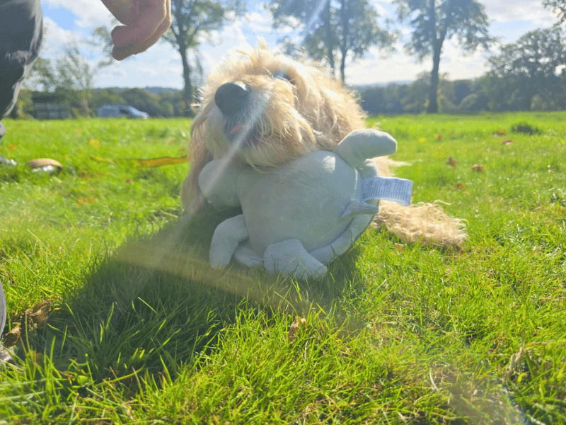 Bertie | Poodle (Toy) Cross | Dundee - 6