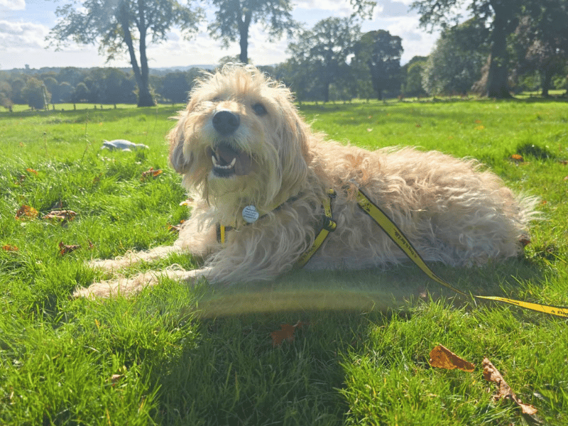 Bertie | Poodle (Toy) Cross | Dundee - 4
