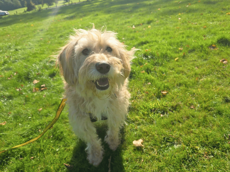 Bertie | Poodle (Toy) Cross | Dundee - 1