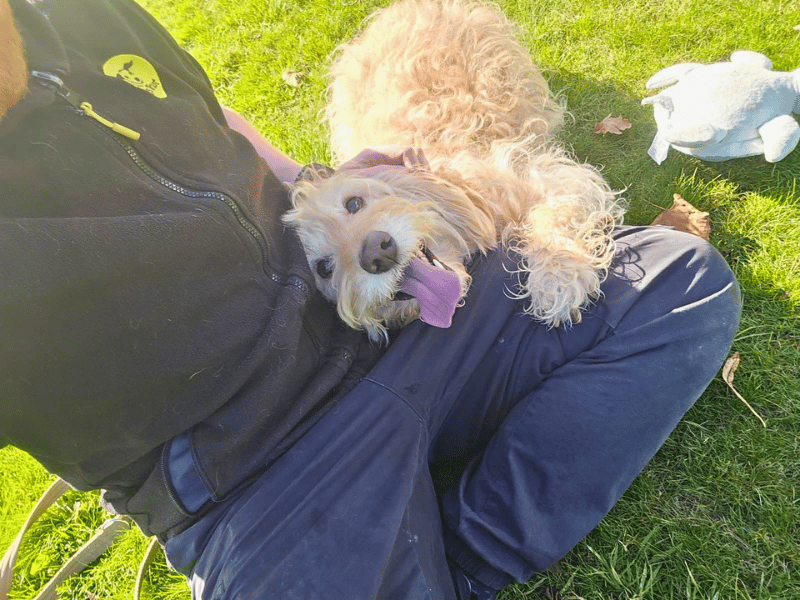 Bertie | Poodle (Toy) Cross | Dundee - 3
