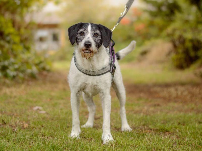 Alfie | Pointer Cross | Kenilworth (West Midlands) - 1