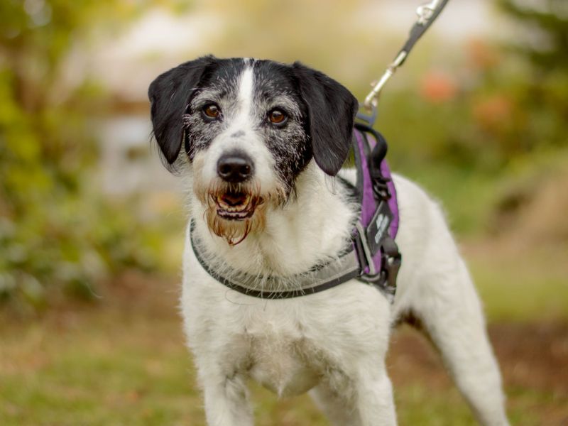 Alfie | Pointer Cross | Kenilworth (West Midlands) - 2