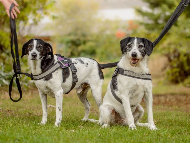 Alfie | Pointer Cross | Kenilworth (West Midlands) - 3