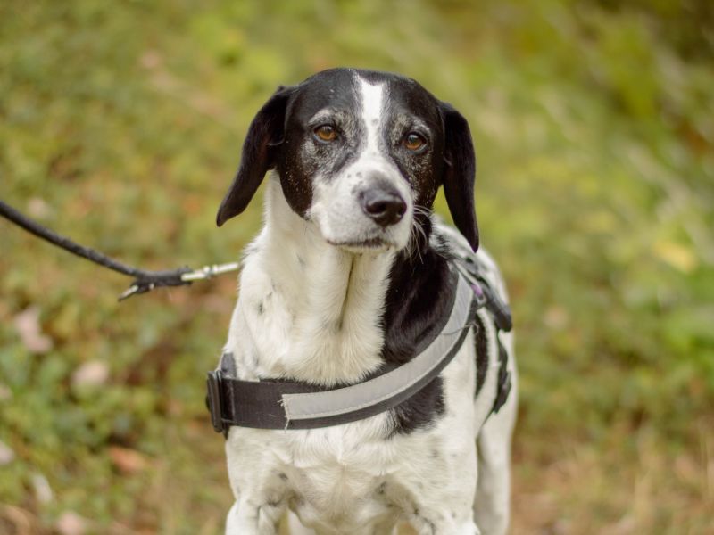 Archie | Pointer Cross | Kenilworth (West Midlands) - 2