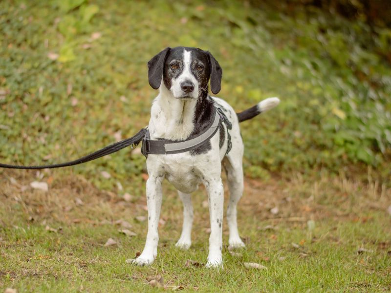 Archie | Pointer Cross | Kenilworth (West Midlands) - 3