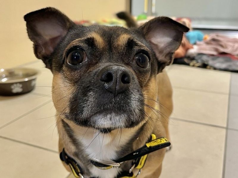 Bonnie | Pug Cross | Ballymena (Northern Ireland) - 2