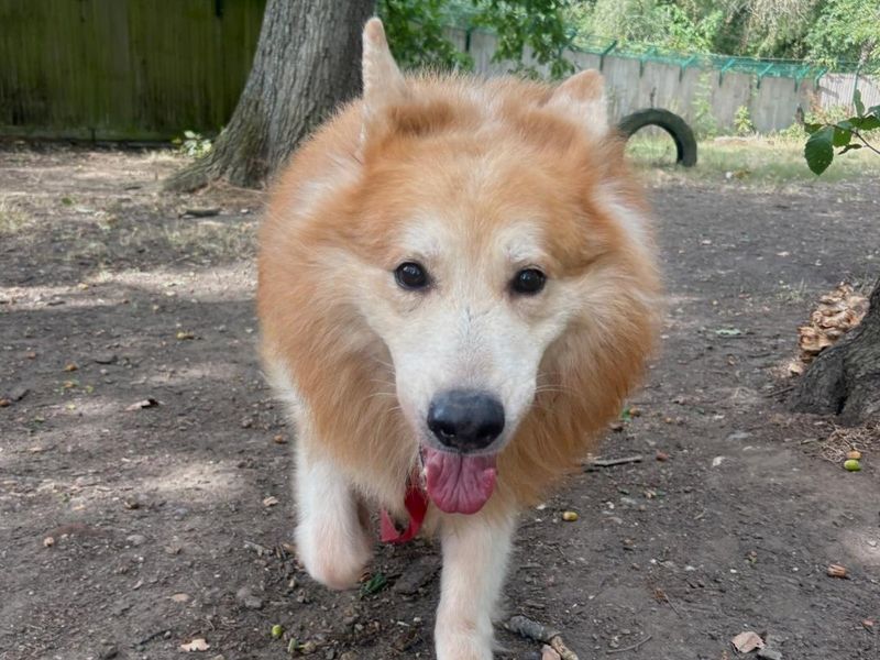 Chunk | German Shepherd Dog | Canterbury - 3