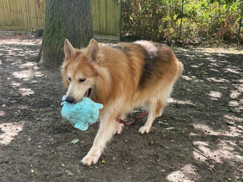 Chunk | German Shepherd Dog | Canterbury - 4