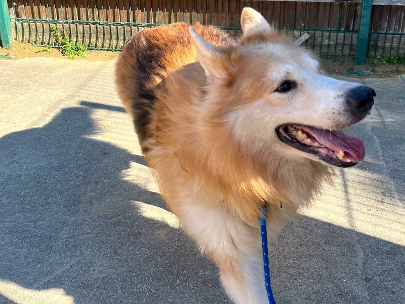 Chunk | German Shepherd Dog | Canterbury - 1