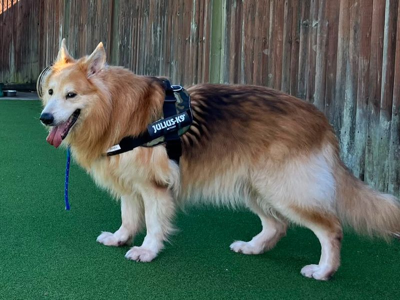 Chunk | German Shepherd Dog | Canterbury - 2