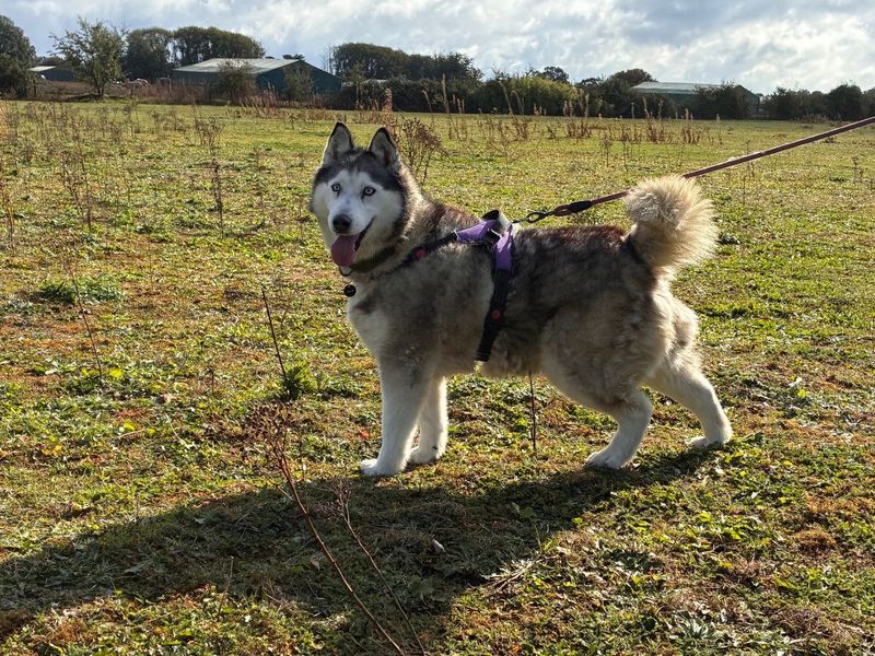 Lisha | Siberian Husky Cross | Snetterton (Norfolk) - 2