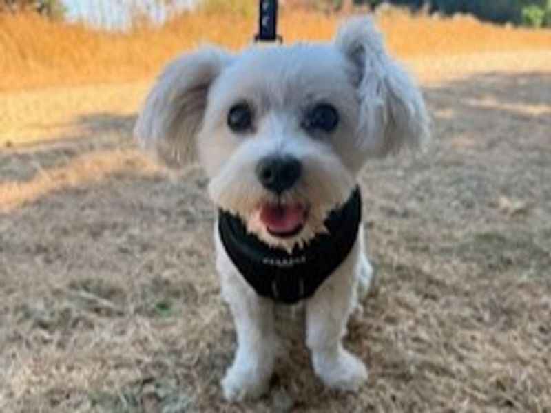 Milo | Maltese | Harefield West London - 1