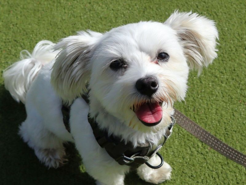 Milo | Maltese | Harefield West London - 3
