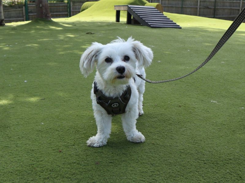 Milo | Maltese | Harefield West London - 5