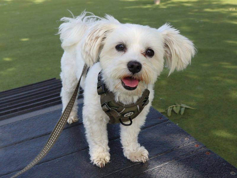 Milo | Maltese | Harefield West London - 4