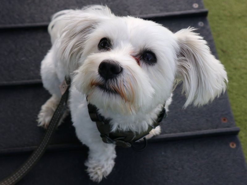 Milo | Maltese | Harefield West London - 2