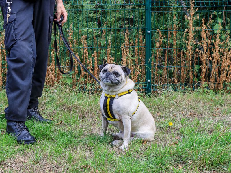 Dudley | Pug Cross | Evesham (Worcestershire) - 3