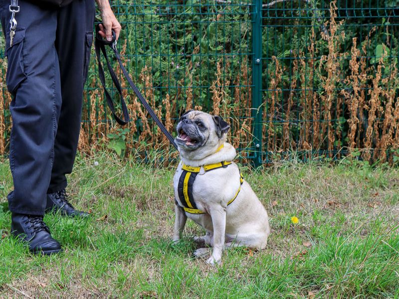 Dudley | Pug Cross | Evesham (Worcestershire) - 4