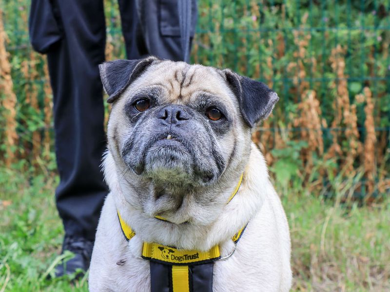 Pug Dogs And Puppies For Adoption