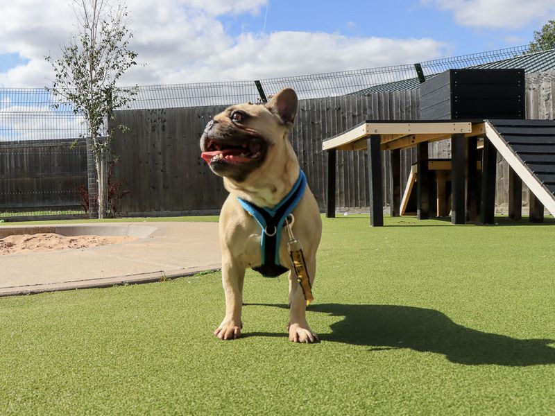 Harry - Image 7 of 7