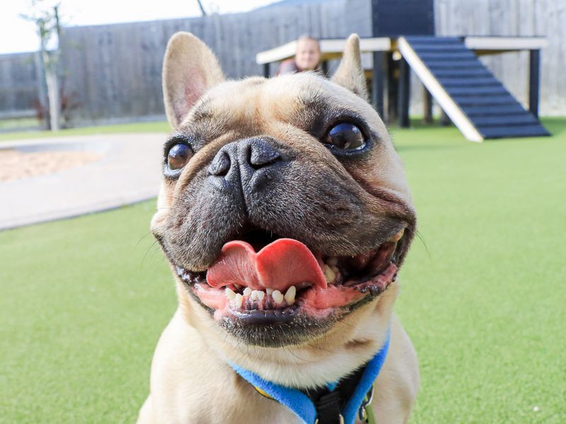 Harry | French Bulldog | Evesham (Worcestershire) - 5