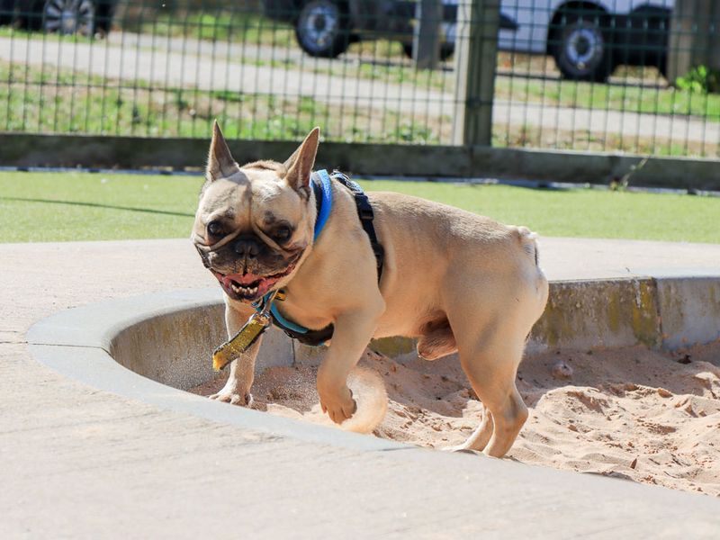 Harry | French Bulldog | Evesham (Worcestershire) - 6