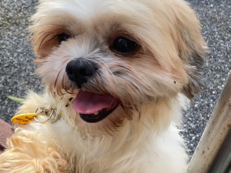 Coco | Shih Tzu | Manchester - 2