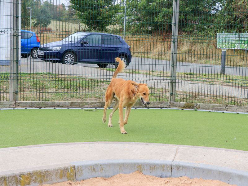 Lionel | Saluki Cross | Evesham (Worcestershire) - 6
