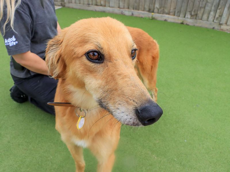 Lionel | Saluki Cross | Evesham (Worcestershire) - 3