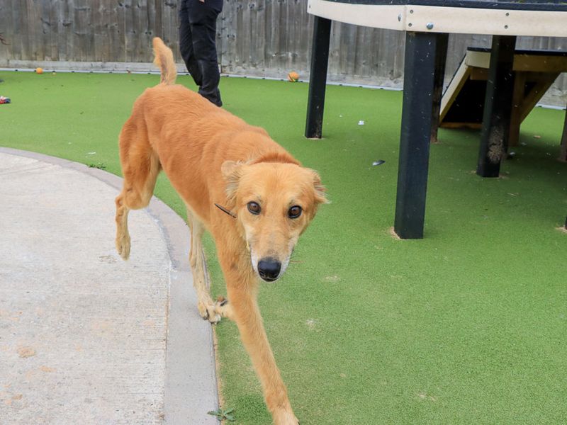 Lionel | Saluki Cross | Evesham (Worcestershire) - 2